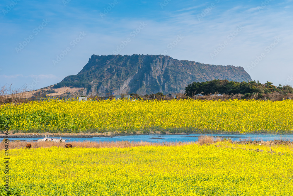 Canola field at Seongsan Ilchulbong, Jeju Island, South Korea.