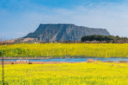 Obraz na płótnie Canola field at Seongsan Ilchulbong, Jeju Island, South Korea. w salonie