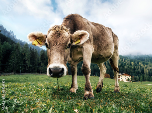 Brown cow grazing in an alpine meadow close up looking the camera in Italy