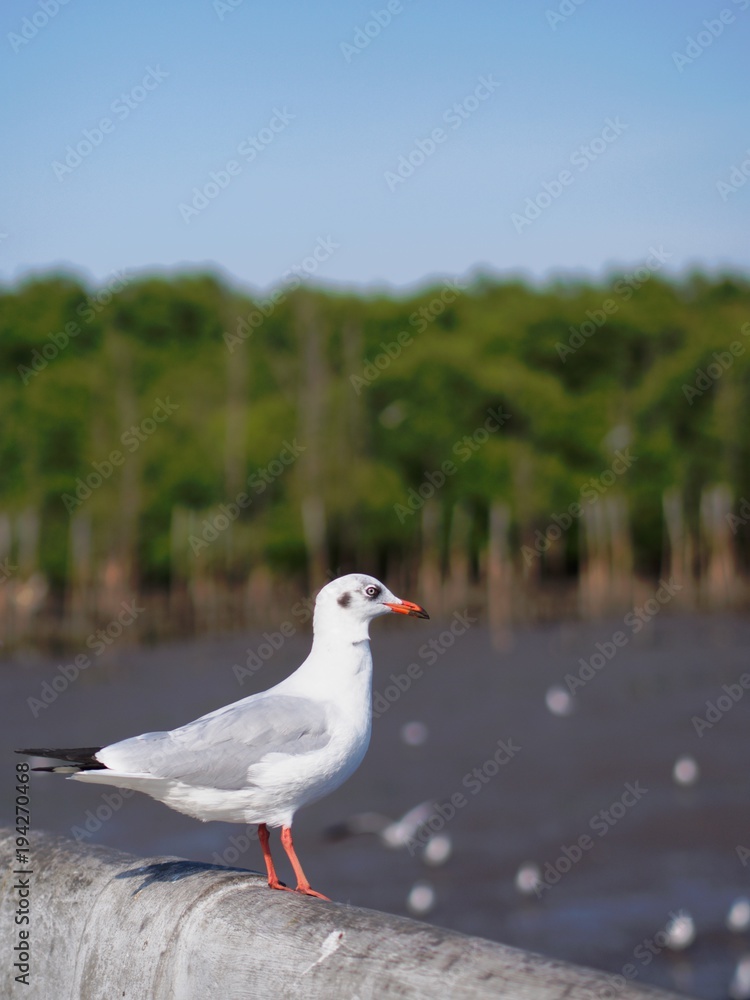 Seagulls in mangrove forest reserve bangpoo Thailand Seagulls in mangrove forest reserve bangpoo Thailand