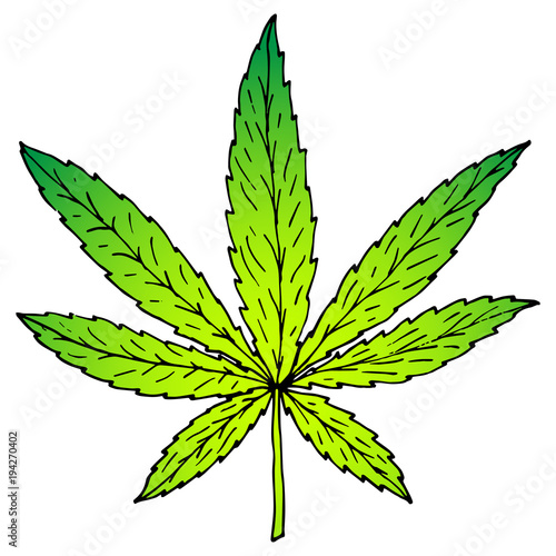 Illustration of cannabis or marijuana leaf. Suitable for use in the design of packaging, advertising, posters