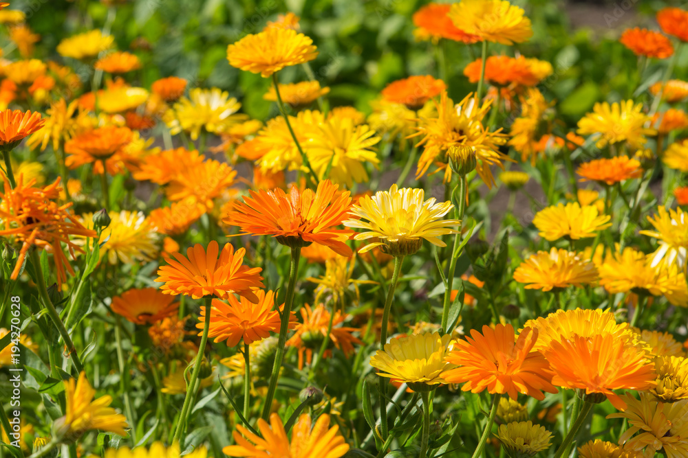 Flowers in the springtime Flowers in the springtime