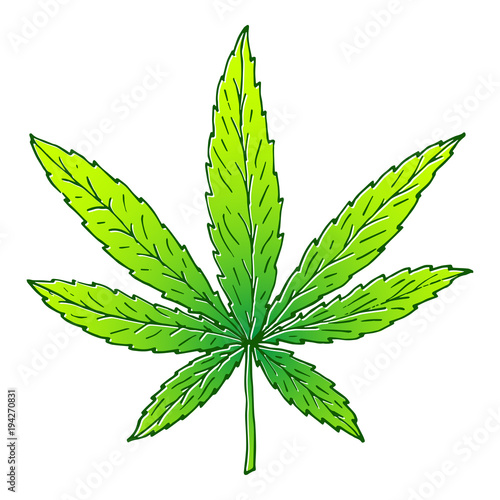 Illustration of cannabis or marijuana leaf. Suitable for use in the design of packaging, advertising, posters
