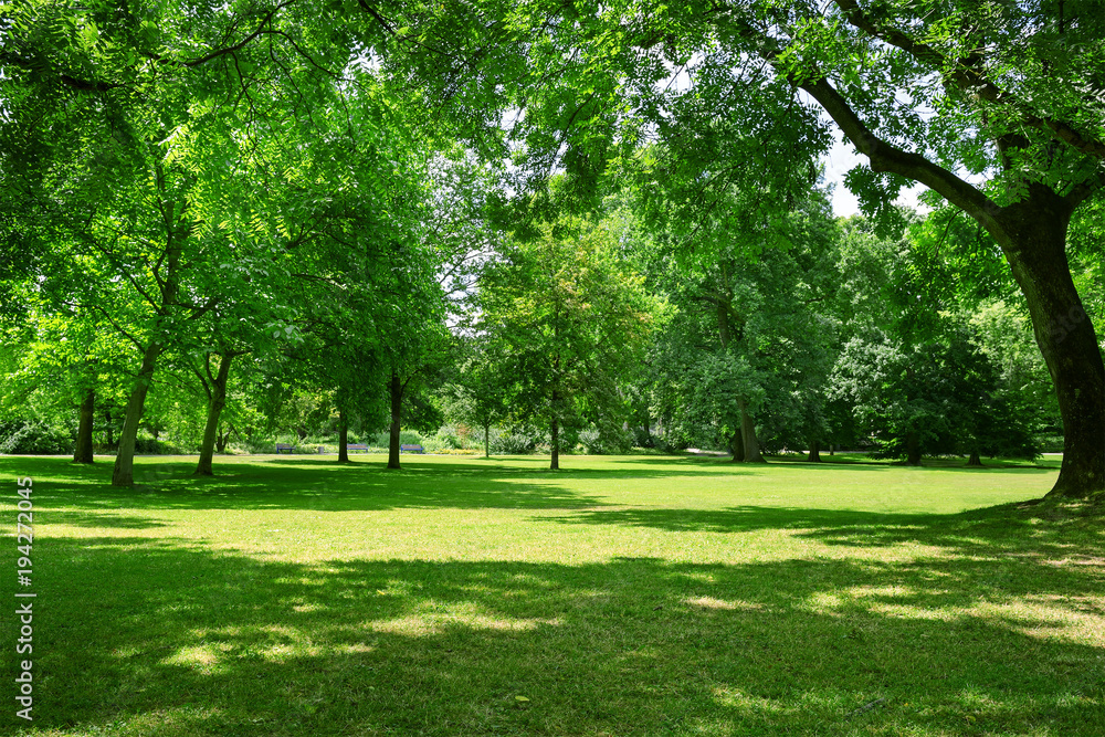 Beautiful meadow in park