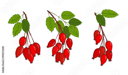 set with bunches of isolated hip rose or rosehip.