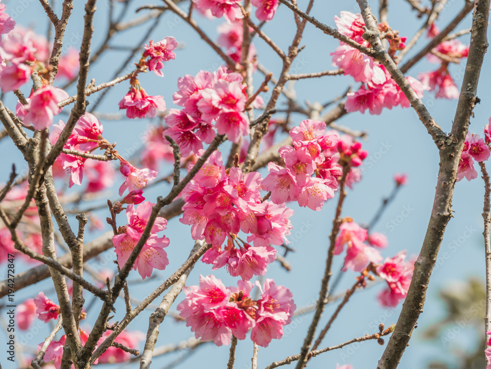 Sakura cherry blossom on blue sky