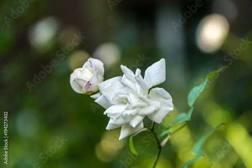 rose in garden