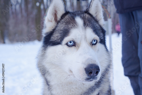 Sledge dogs in snow, race siberian husky dogs in winter forest 