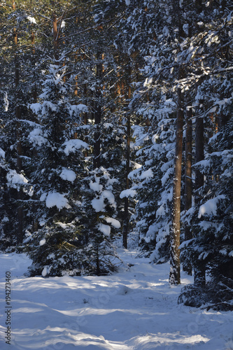pine trees in winter © ezp