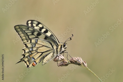Butterfly old World swallowtail sitting on the grass blade. Papilio machaon.