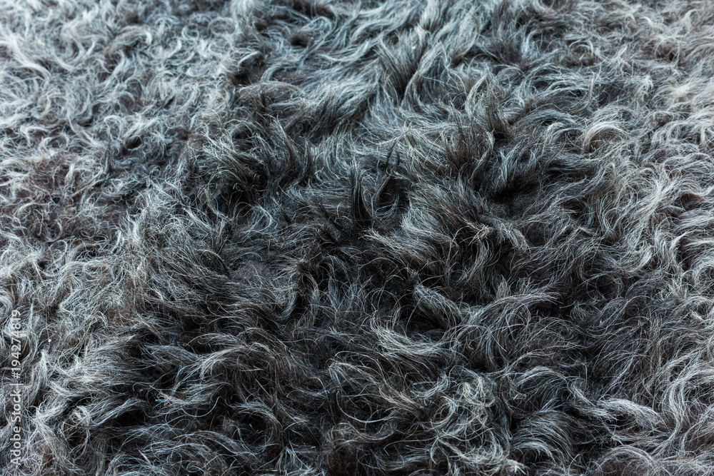 The natural gray hide of the sheep lies beautiful waves of wool. High definition, every hair is visible. The natural gray hide of the sheep lies beautiful waves of wool. High definition, every hair is visible.