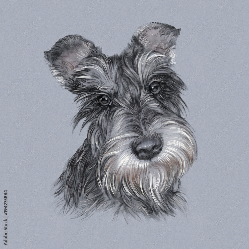 Gray scottie deals dog