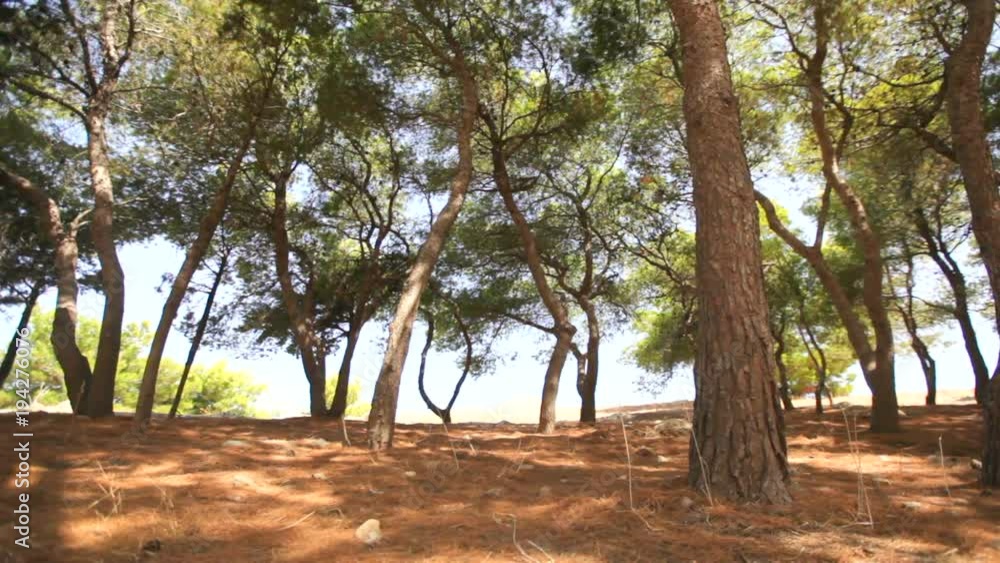 Bottom view of the trees against the blue sky with the sun. Sunlight rays are going through tree crowns. Slow motion Bottom view of the trees against the blue sky with the sun. Sunlight rays are going through tree crowns. Slow motion