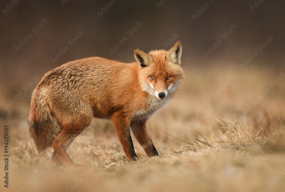 Fox (Vulpes vulpes)