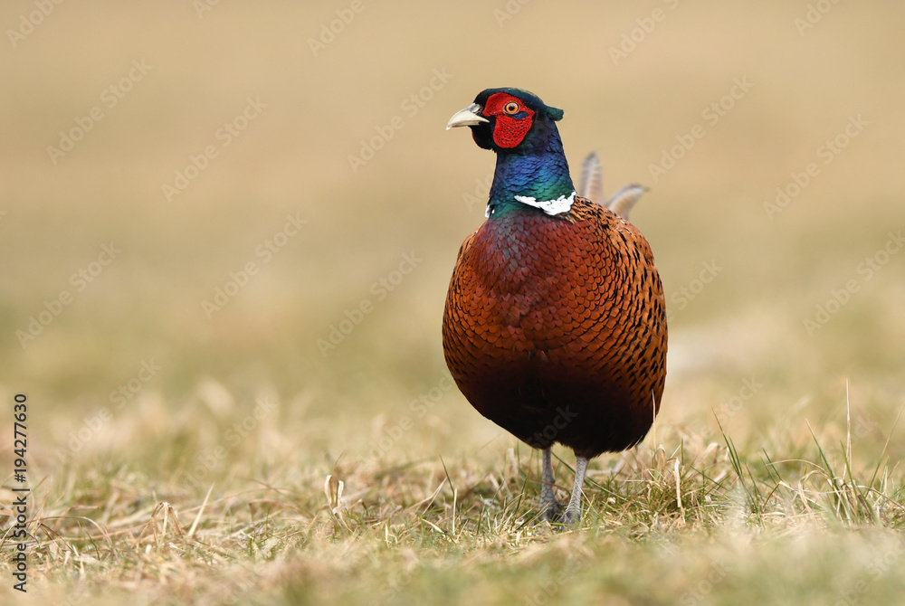 Fototapeta premium Ringneck Pheasant (Phasianus colchicus)