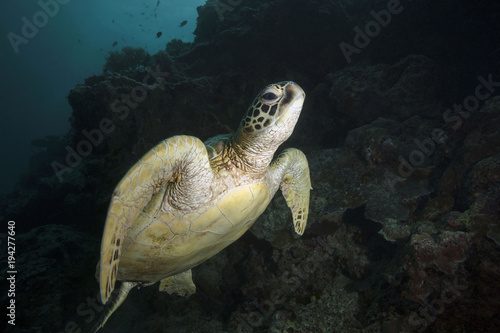 Green sea turtle  Chelonia mydas 