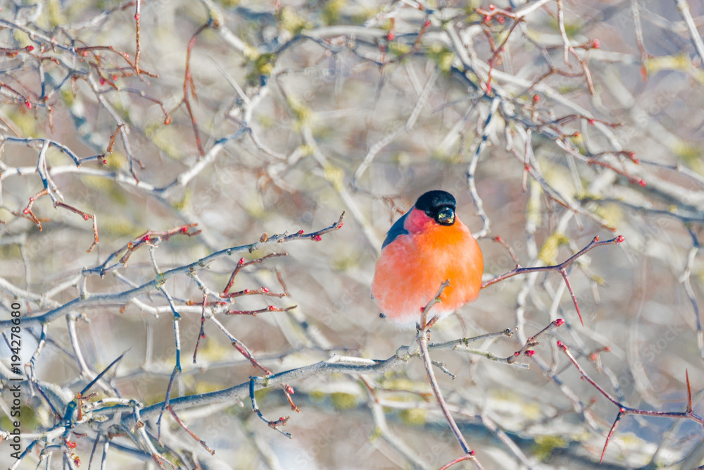 red-breasted bullfinch on a sunny winter day sits on a branch red-breasted bullfinch on a sunny winter day sits on a branch