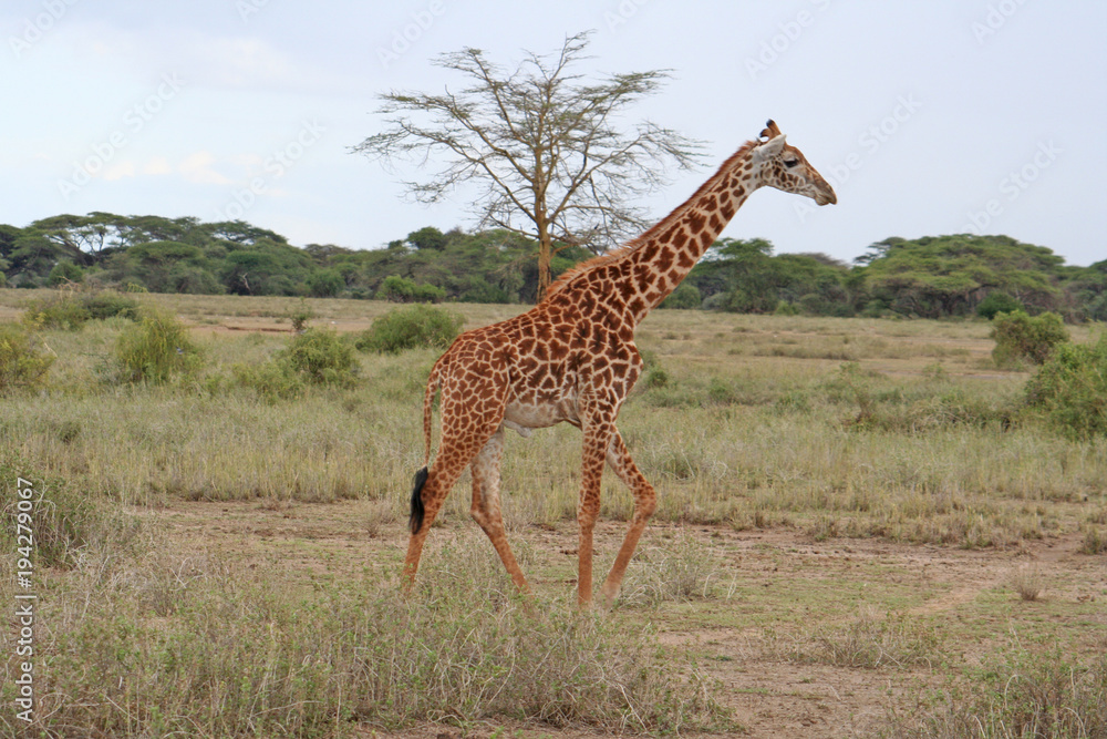 Giraffe im Nationalpark Tsavo East Giraffe im Nationalpark Tsavo East