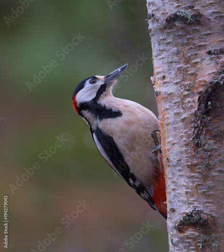 Greater Spotted Woodpecker on tree trunk
