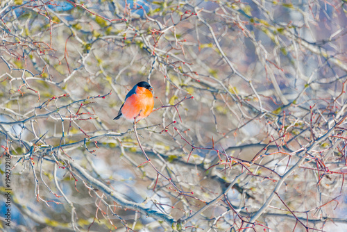 red-breasted bullfinch on a sunny winter day sits on a branch © Deniss