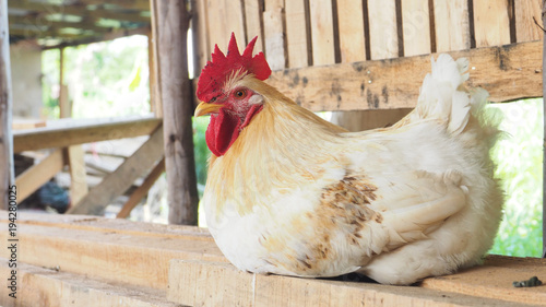 Hen white color sitting on wooden in farm house