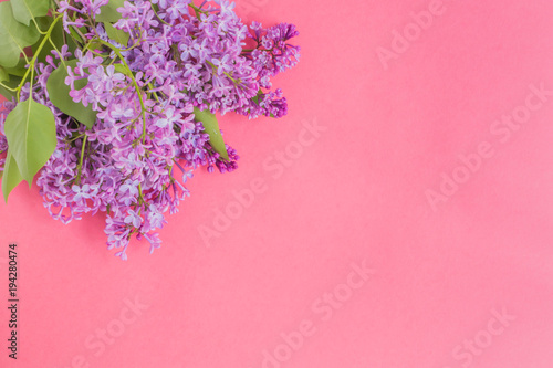 Lilac branches on a pink background