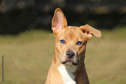 un chien marron clair au regard attentif et espiègle d'un bleu magnifique avec une oreille droite et une tombante