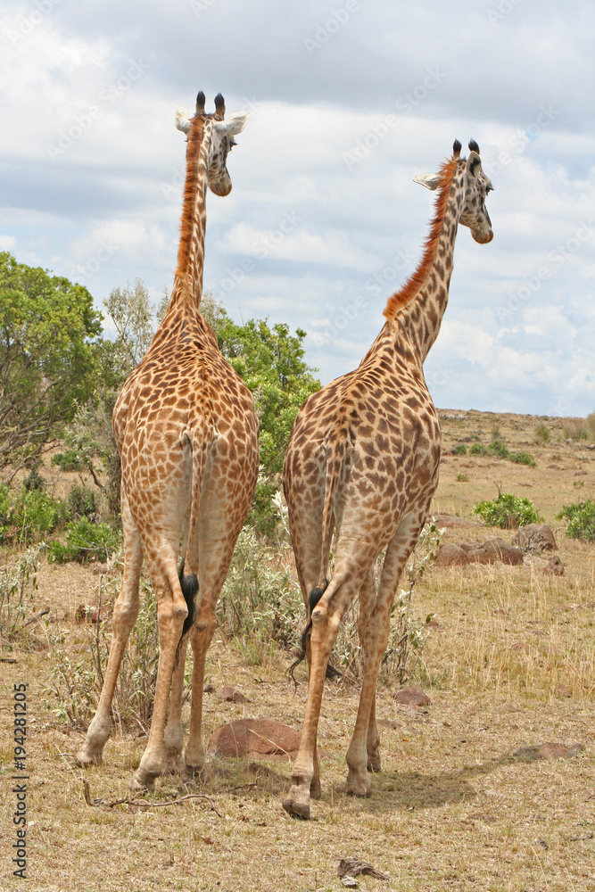 Obraz premium Giraffen von hinten