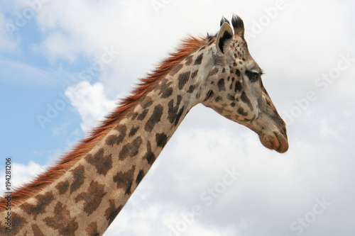Giraffe, Nahaufnahme von Hals und Kopf