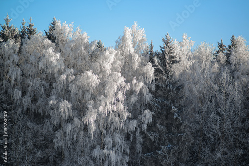Snowy trees in clear weather