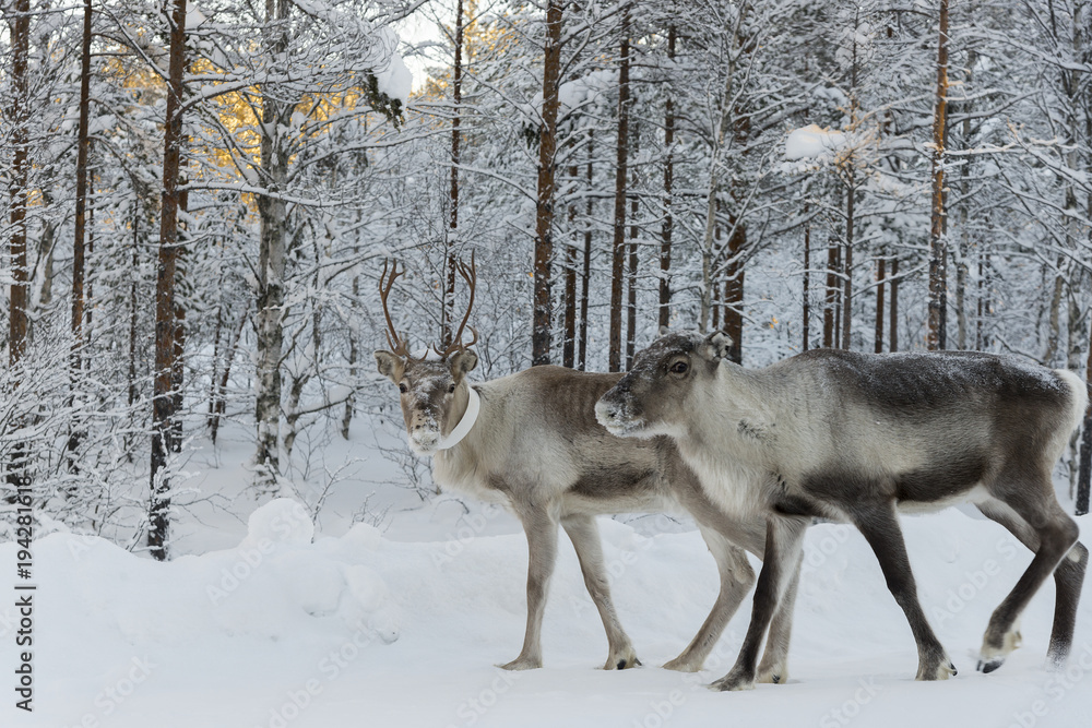 the winter in swedish Lapland the winter in swedish Lapland