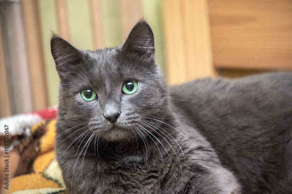 A green-eyed gray cat is lying on a sofa on a plaid and looks at the camera