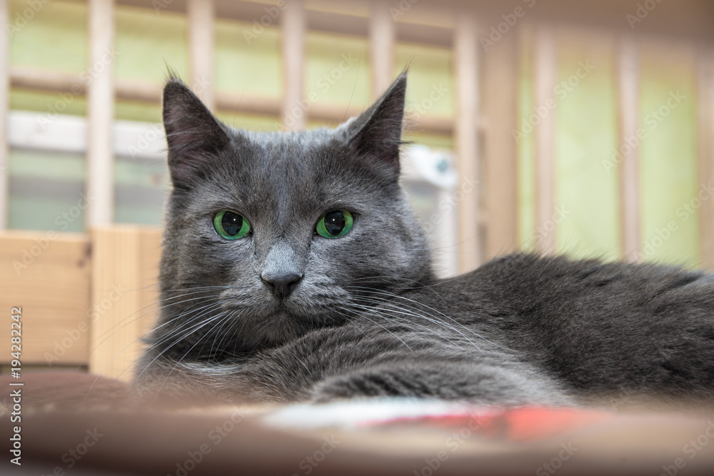 A green-eyed gray cat is lying on a sofa on a plaid and looks at the camera