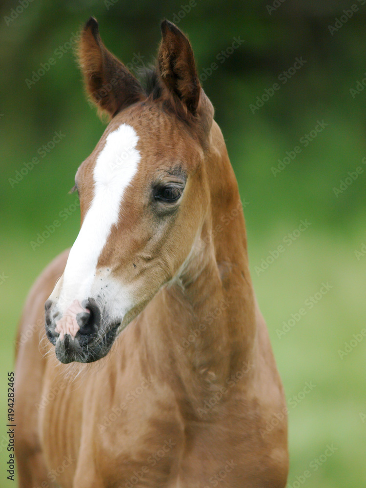 Obraz premium Foal Headshot