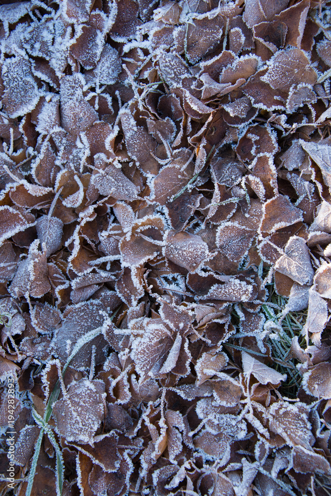 Φωτογραφία texture of autumn leaves frosts on grass
