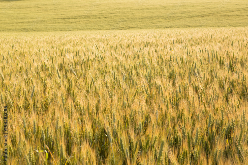 wheat field with golden sunlight, wheat or rye ripens