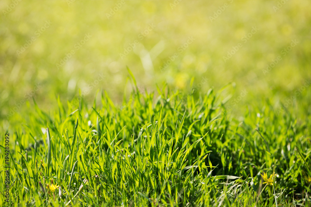 Natural abstract soft green summer eco sunny background with grass and light spots in vintage hipster style Natural abstract soft green summer eco sunny background with grass and light spots in vintage hipster style