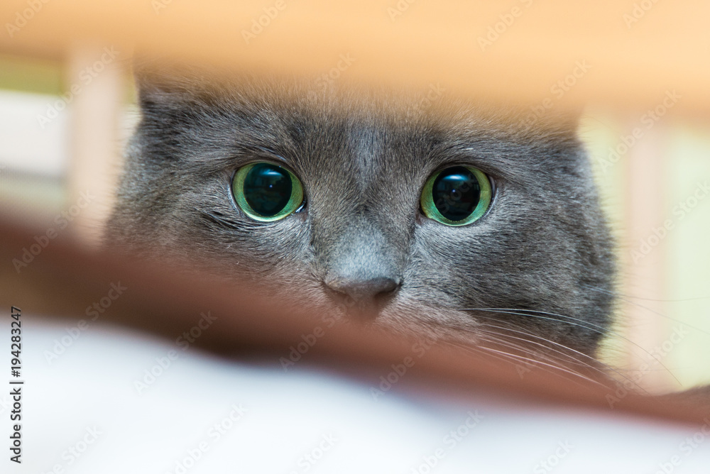 A green-eyed gray cat is lying on a sofa  and looks at the camera. Close up