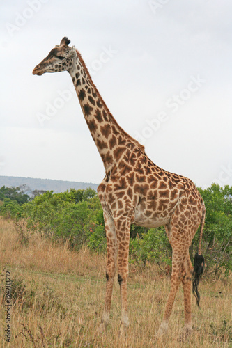 wild lebende Giraffe, Seitenansicht