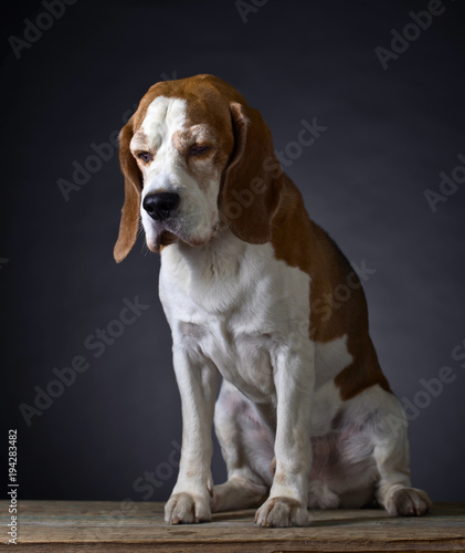 Purebred adult beagle .