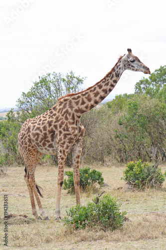 Giraffe beim Bl  tterfressen