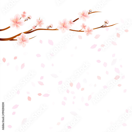 Branches of Sakura with Pink flowers and flying petals isolated on White background. Apple-tree flowers. Cherry blossom. Vector