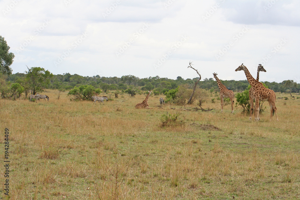 Fototapeta premium Giraffen Familie im Nationalpark Masai Mara