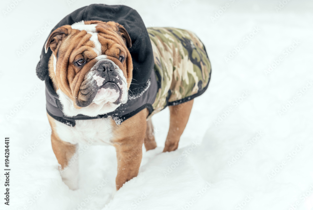 Cute portrait of English bulldog in the snow,selective focus Cute portrait of English bulldog in the snow,selective focus