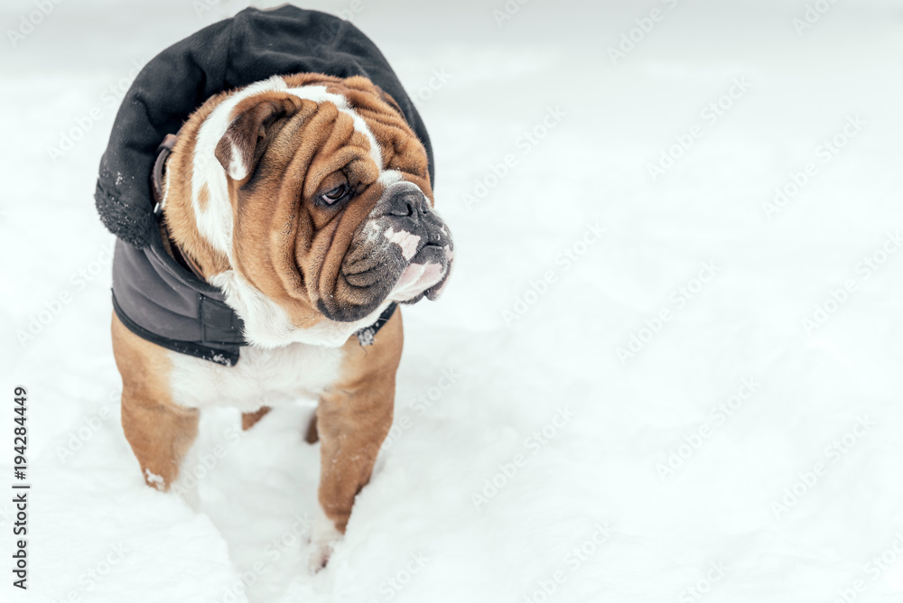 Cute English bulldog outdoor in the snow