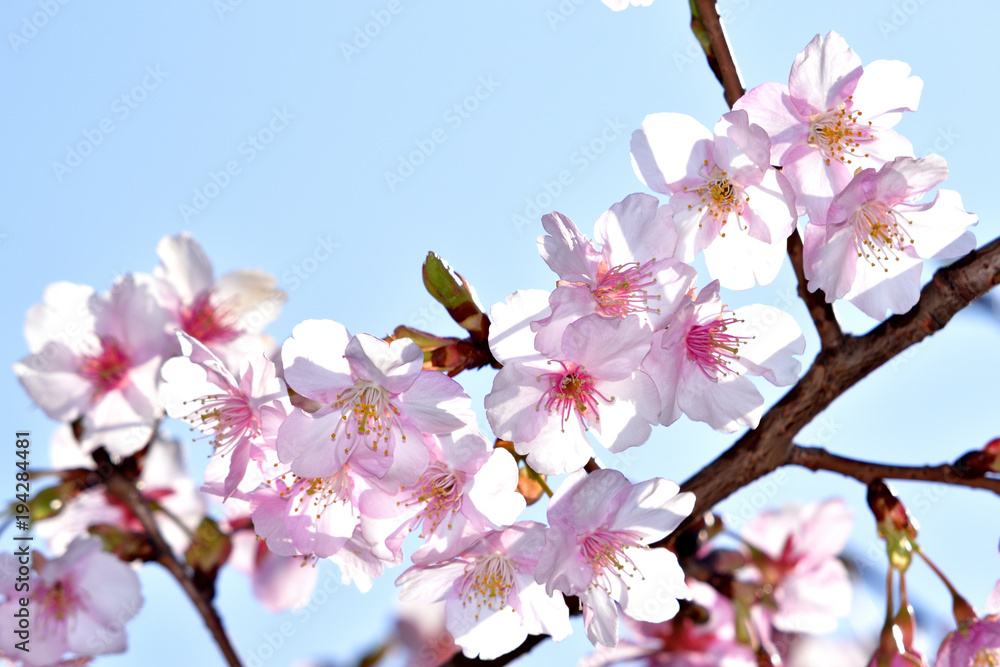 河津桜 カワヅザクラ 早咲きの桜の代表 美しい薄ピンクで開花期間が長い 花の少ない寒い時期に咲くため非常に人気が高い Stock Foto Adobe Stock 河津桜 カワヅザクラ 早咲きの桜の代表 美しい薄ピンクで開花期間が長い 花の少ない寒い時期に咲くため非常に人気が高い Stock Foto Adobe Stock