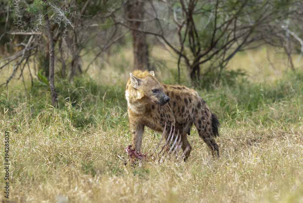 Obraz premium Hyena eating, Africa
