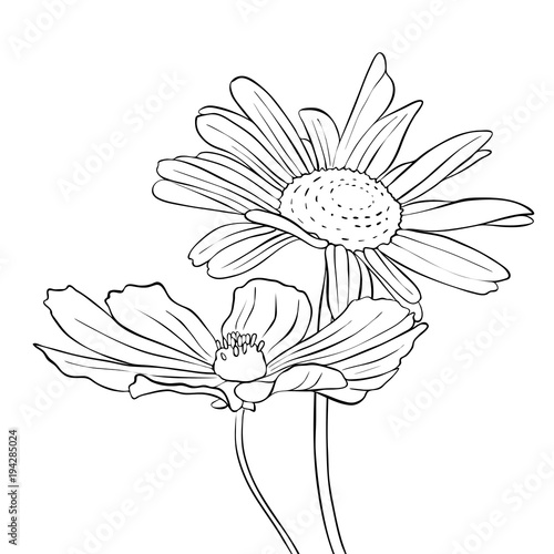vector drawing flowers of daisy