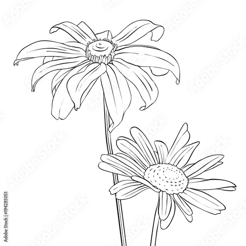 vector drawing flowers of daisy