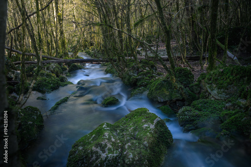 Fototapeta Naklejka Na Ścianę i Meble -  Stream flowing through   mossy forest